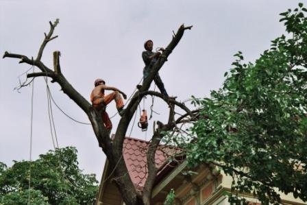 Extreme Forest - alpinism utilitar